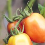 Saber Cuidarse - Tienda de Productos Ecológicos in La Torre d\'En Besora